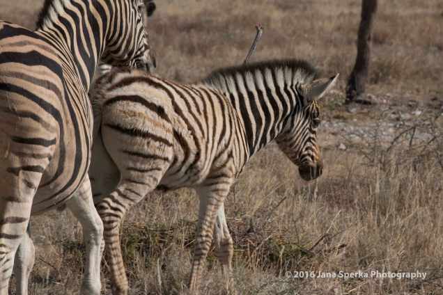 Baby-Zebra---So-fuzzyweb