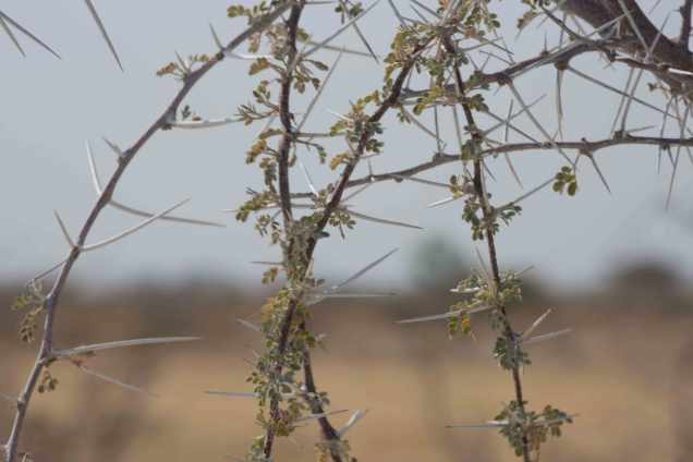 Buffalo-thorn-the-cause-the-first-flat-tireweb