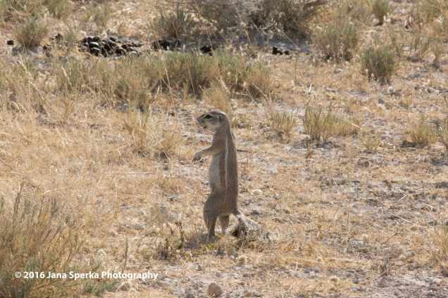 Cape-Ground-Squirrelweb