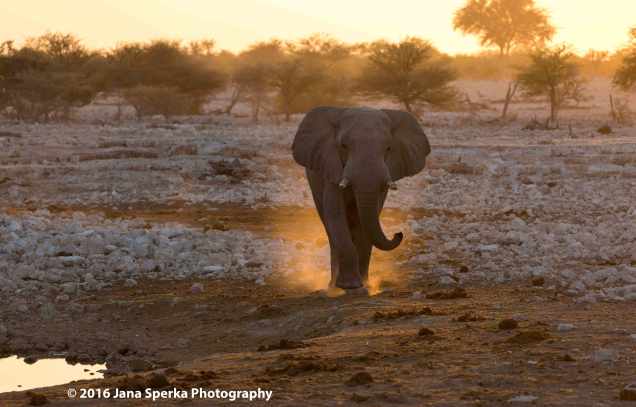 Elephant-in-the-duskweb