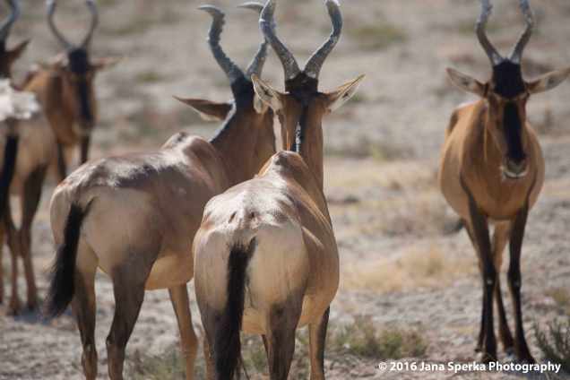 Hartebeest---this-one-is-a-model-look-at-those-sacral-dimplesweb