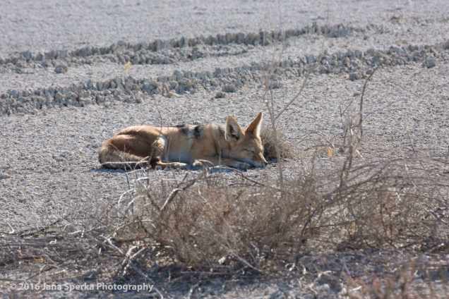 Jackal---so-hot-and-sleepy_1-web