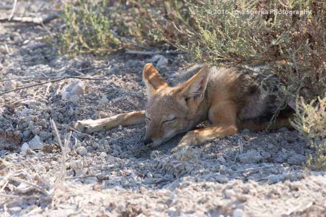 Jackal---so-hot-and-sleepyweb