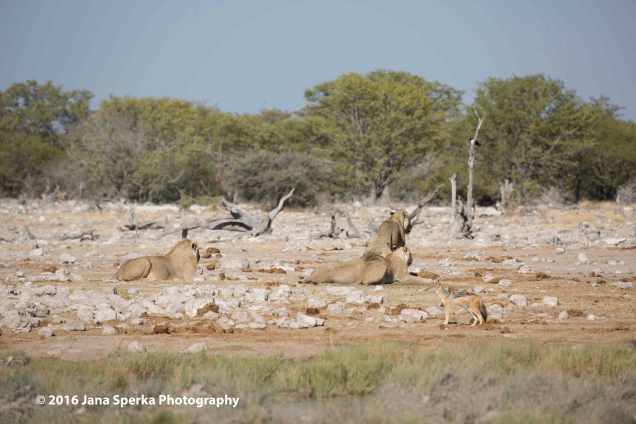 Jackal---wait-did-you-say-braai_web