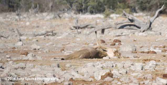 Lion---Steamroll_1web