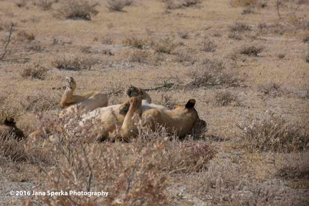 Lioness---tired-kitty-roll-overweb