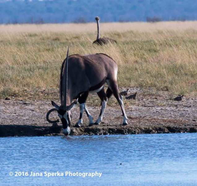Oryx-with-a-bad-hornweb