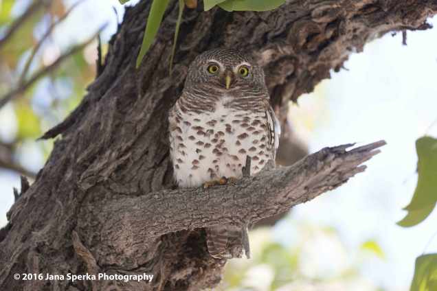 Pearl-spotted-owletweb