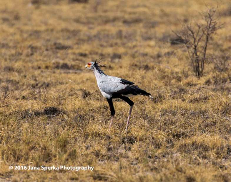 Secretarybirdweb