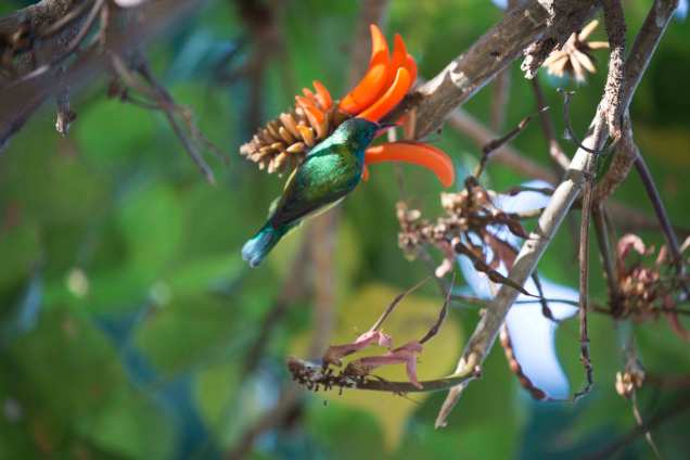 Sunbird_2web