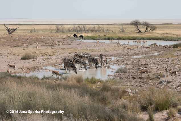 Waterhole---zebra,-springbok,-ostrichweb