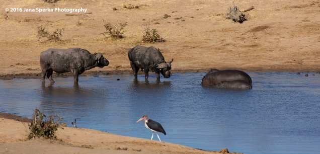 Cape-Buffalo,-Hippo-and-Marabou-Storkweb
