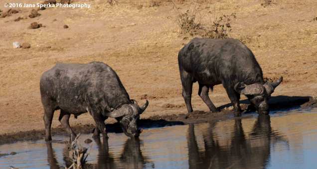 Cape-Buffalo-with-a-yellow-billed-oxpeckerweb