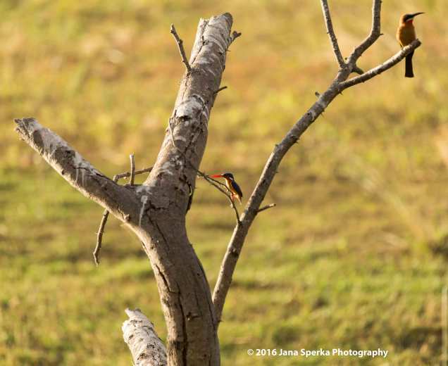 Duo-of-Bee-Eater-and-Kingfisherweb