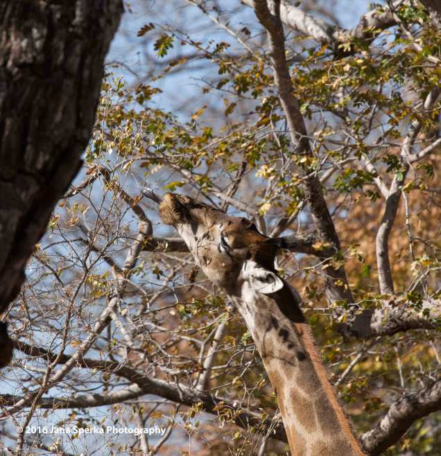 Giraffe-Almost-got-itweb
