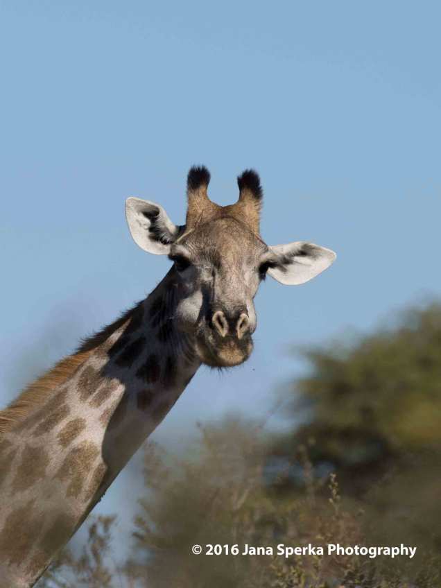 Giraffe---mustacheweb