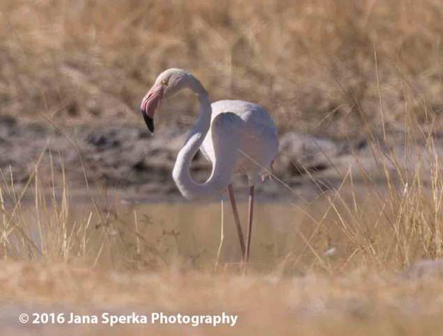Greater-Flamingo_1web