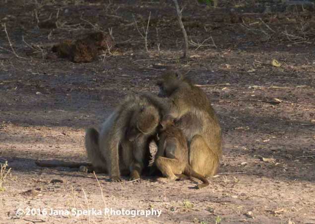 Grooming-baboonsweb