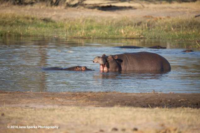 Hippo-teeth_1web