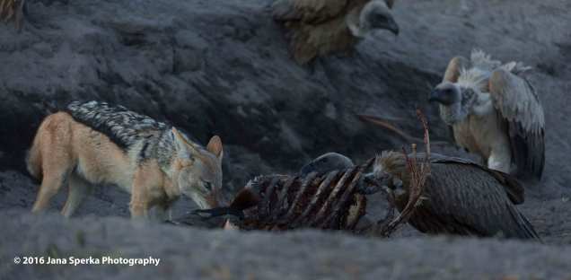 Jackal-vs.-Vultureweb