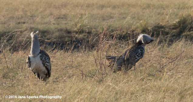 Kori-Bustard-mating-ritualweb