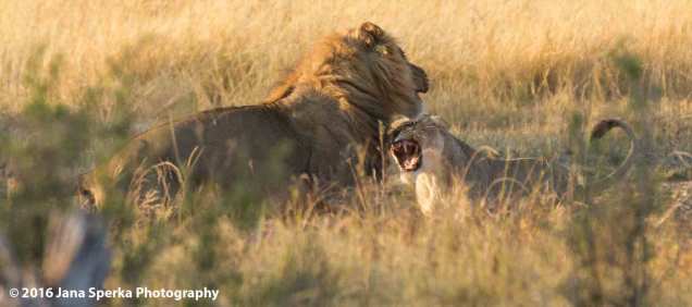 lioness-wet-angry-kittyweb