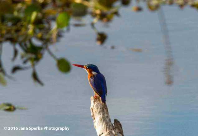 Malachite-Kingfisherweb