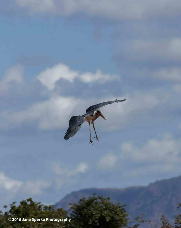Marabou-Stork-landing-gearweb
