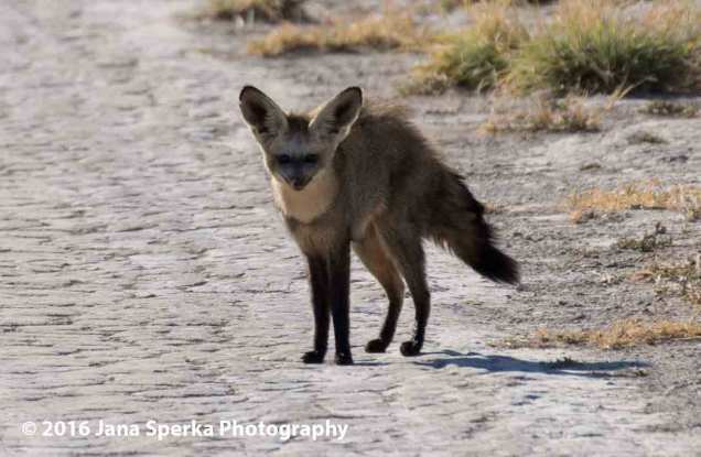 Perplexed-bat-eared-foxweb