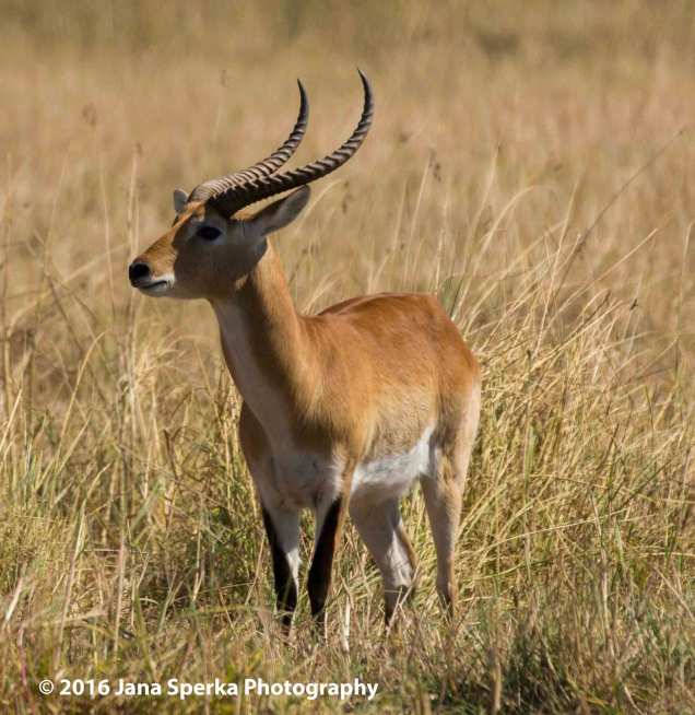 Red-Lechwe_1web
