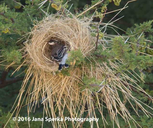 Sociable-weaver-weavingweb