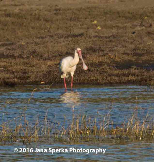 Spoon-bill-storkweb