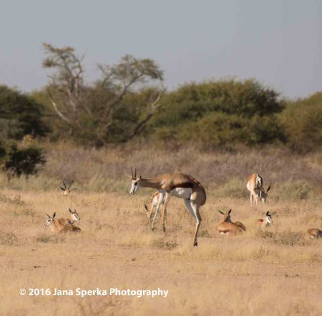 Springbok-springingweb