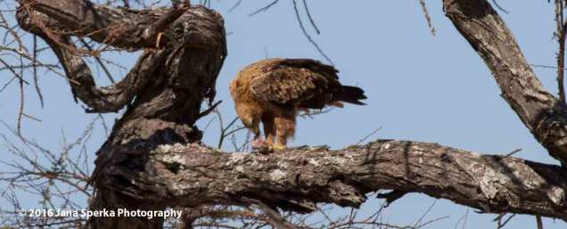 Tawny-Eagle-and-breakfastweb