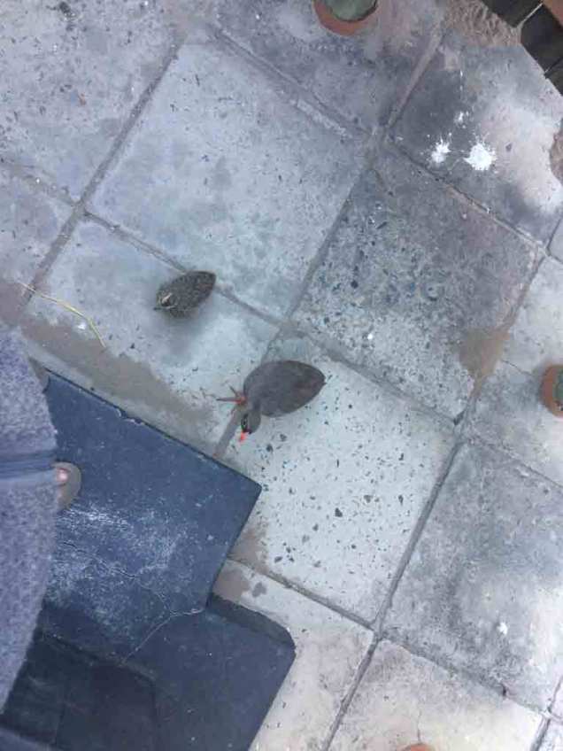 thumb_IMG_1951_1024web