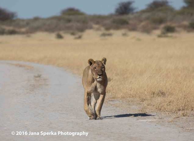 Walking-Lioness-at-Deceptionweb
