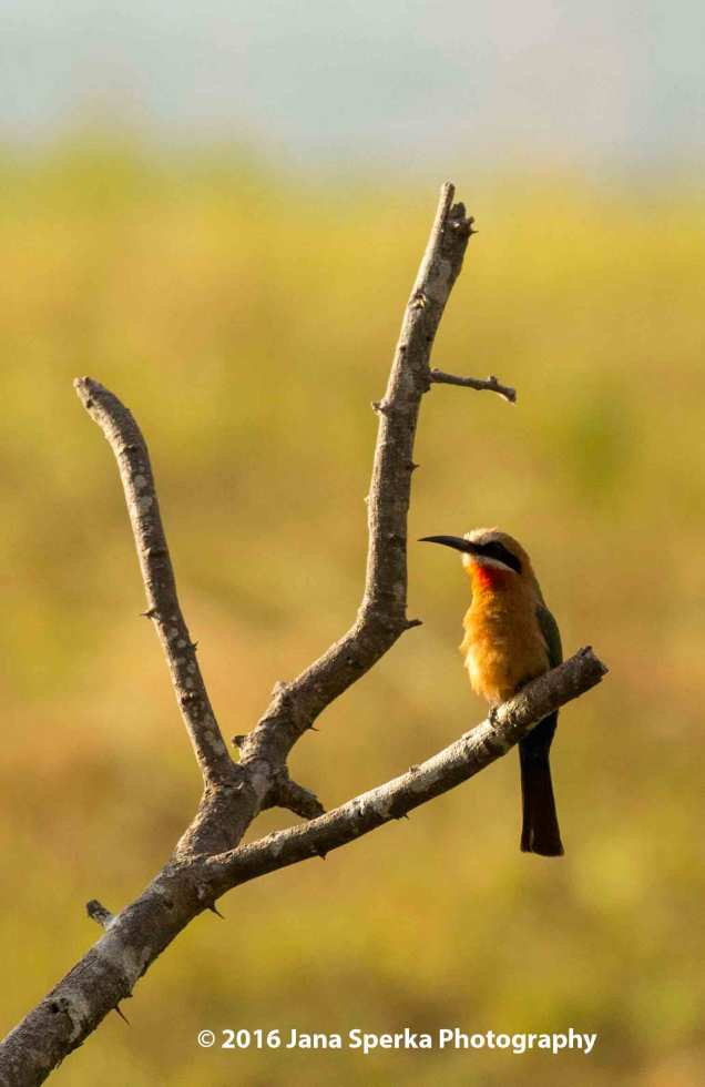 White-Fronted-Bee-Eater_1web