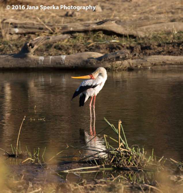 Yellow-billed-stork---for-those-hard-to-reach-itchesweb
