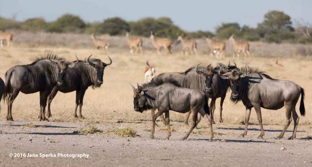 Young-wildebeest-struttingweb