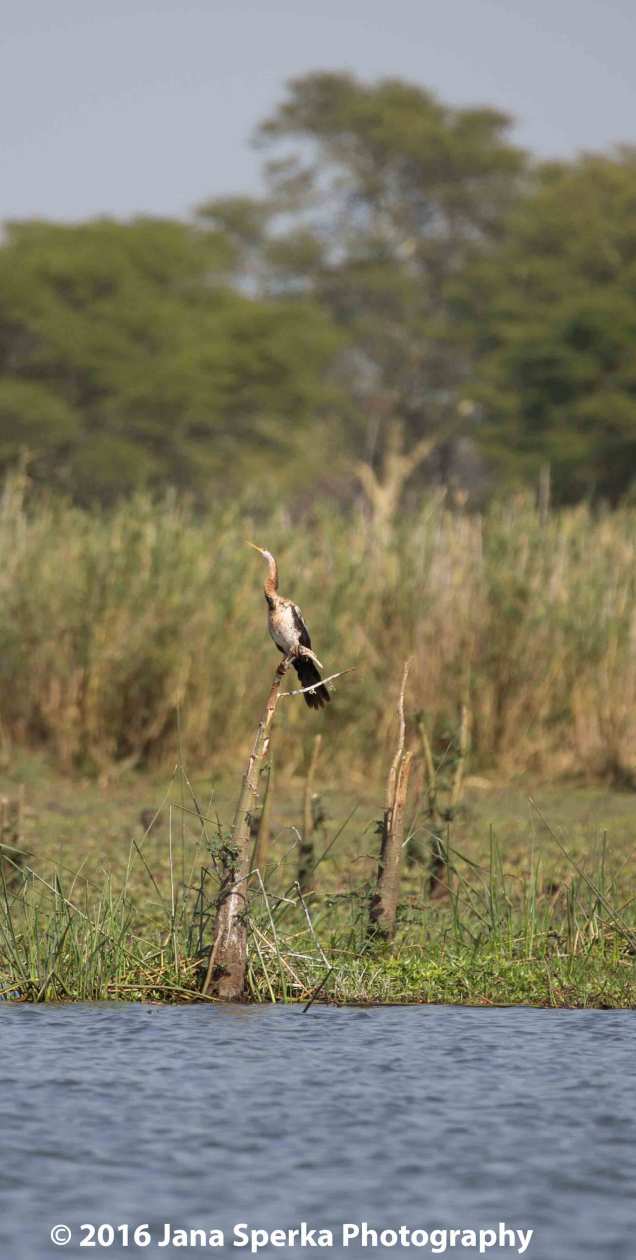 African-Darterweb