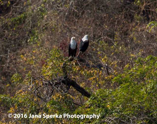 African-Fish-Eagle---mating-pairweb