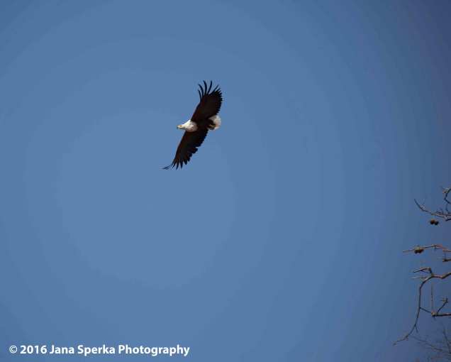 African-Fish-Eagle---take-off_2web