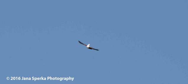 African-Fish-Eagleweb
