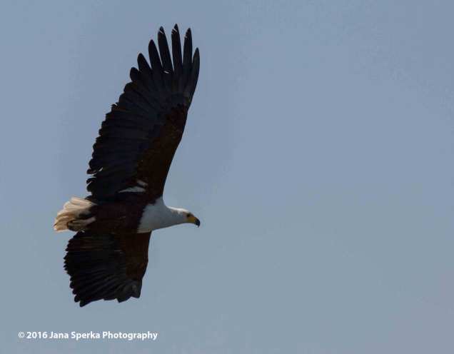 African-Fish-Eagleweb