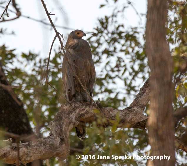 African-Harrier-Hawk-or-Gymnogeneweb