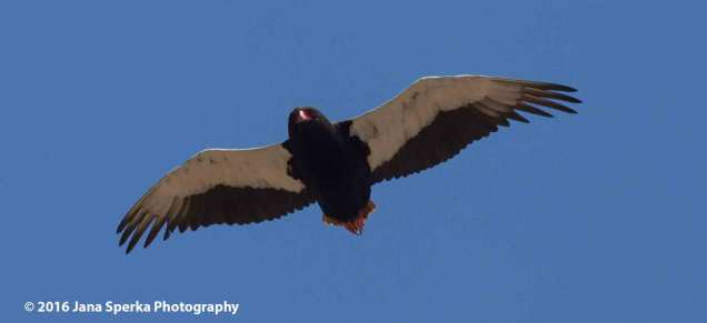 Bateleur-Adultweb