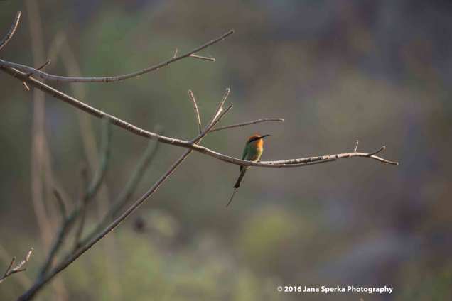 Böhm's-Bee-Eater_1web