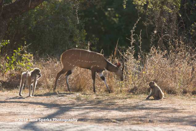 Bushbuck-and-Chacma-Baboonsweb