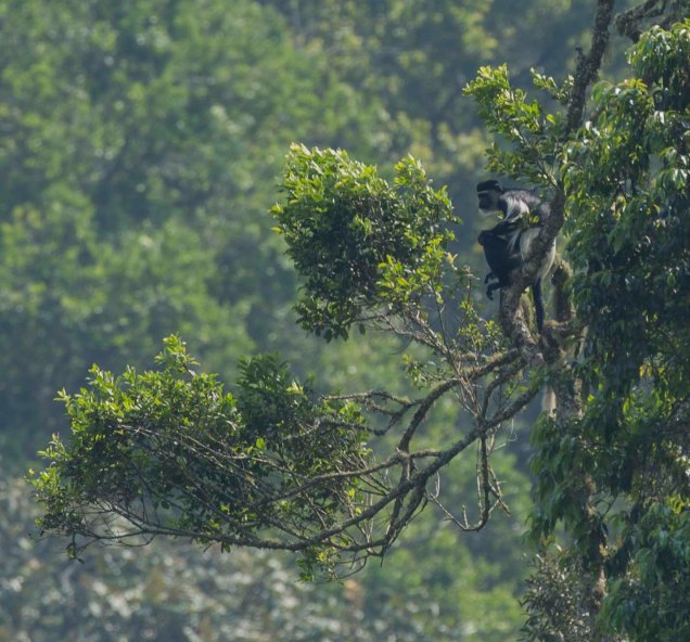 colobus_1