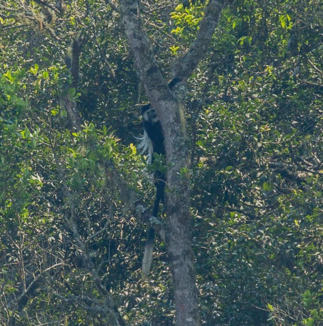 colobus_3